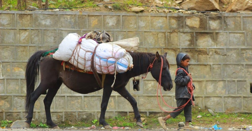 boy leading horse with bags