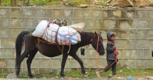 boy leading horse with bags