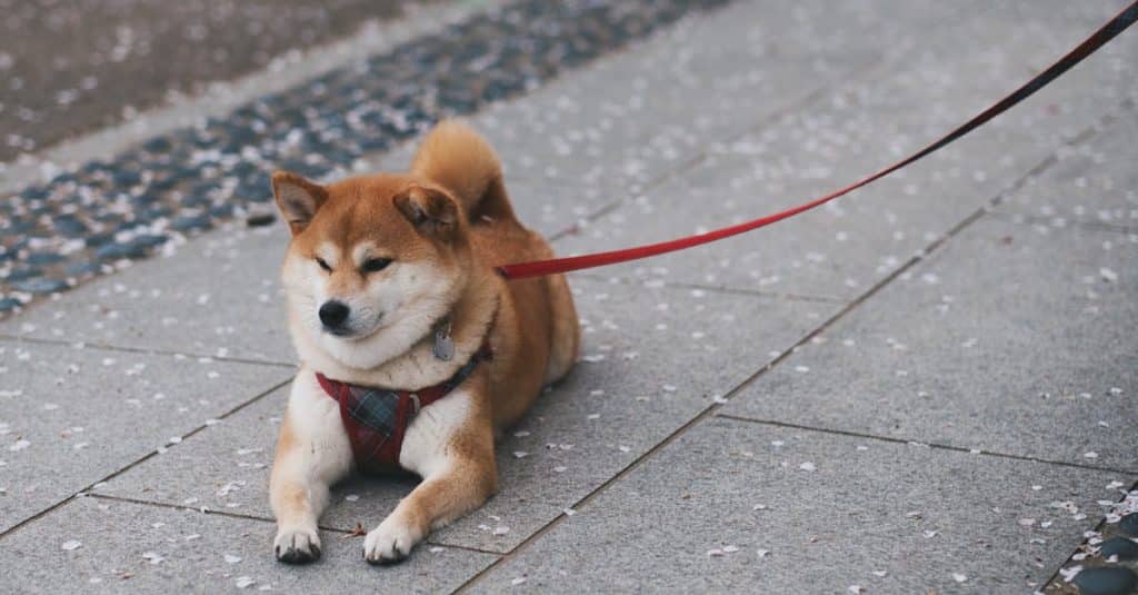 Mini Shiba Inu: Adorable Companion for Urban Dog Lovers 6 a-cute-shiba-inu-dog-resting-on-a-paved-sidewalk-holding-a-red-leash